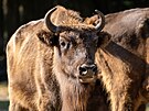 Zoo Praha, zubr evropský, reintrodukce, Ázerbájd�án