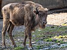 Zoo Praha, zubr evropský, reintrodukce, Ázerbájd�án
