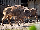 Zoo Praha, zubr evropský, reintrodukce, Ázerbájd�án