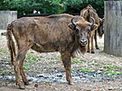 Zoo Praha, zubr evropský, reintrodukce, Ázerbájd�án