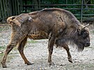Zoo Praha, zubr evropský, reintrodukce, Ázerbájd�án