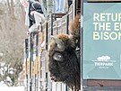 Zoo Praha, zubr evropský, reintrodukce, Ázerbájd�án
