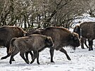 Zoo Praha, zubr evropský, reintrodukce, Ázerbájd�án