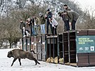 Zoo Praha, zubr evropský, reintrodukce, Baku, Ázerbájd�án