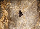 Netopýr v Moravském krasu