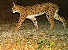 Sn�mek rysa, kter�ho zachytila fotopast.