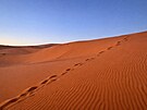 Sahara je nejv�t�í horká pou�� sv�ta a pokrývá velkou �ást severní Afriky. V...