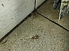Inspekto�i v provozovn� objevili i �iv� hmyz.
