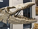 Ve dvorsk� Galerii miner�l� je nov� k vid�n� lebka mosasaura. (22. ledna 2026)