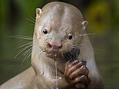 P�es �edesát tisíc fotek z více ne� stovky zemí. Ka�dá nese unikátní výraz,...