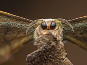 Dovede nahlédnout do nitra p�írody. Ocenit její protagonisty, kte�í by na�im...