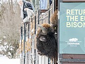 P�t samic zubr� evropských ze zoo v Olomouci a v Praze dorazilo do...