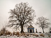 Památné stromy se do�kají odborné pé�e. Na snímku lípa u kaple sv. Antonína v...