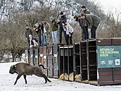 Zoo Praha, zubr evropský, reintrodukce, Baku, Ázerbájd�án