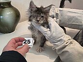 �ena v Brn� chovala v byt� 45 ko�ek ve spatných podmínkách. (6. února 2026)