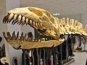 Kostra plesiosaura ve dvorské Galerii minerál�