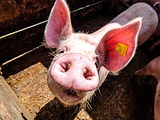 Národní den prasat se v �esku slaví 1. b�ezna.