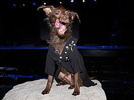 Bastion, mutant plemene krysa�í teriér, oble�ený jako Colman Domingo ze Zlatých...