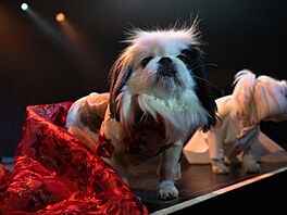 Bebe, pekinéz, oble�ená v kostýmu Jennifer Lopez na Zlatých glóbech 2026