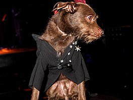 V hlavní roli pes Colman Domingo