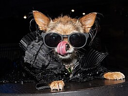 Psi z New Yorku na prvním ro�níku sout�e �Zlaté tlapky� p�edvedli vzhled...