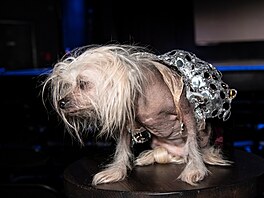 Chase Infiniti Dog. Jedna z prom�n na here�ku