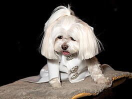 Poznali byste v tomto psovi Emily Bluntovou?