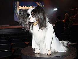 Tady se pes p�evt�lil do kanadského herce Hudsona Williamse.