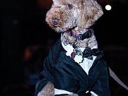 Domácí mazlí�ci mají na sob� repliku outfitu od Anthonyho Rubia, inspirované...