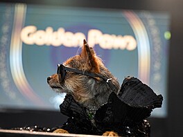 Pes Miley Jo ​​se objevuje v pe�liv� zrekonstruovaném outfitu...