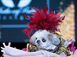 Psi se p�edvád�li v replikách outfitu od módního návrhá�e Anthonyho Rubia.