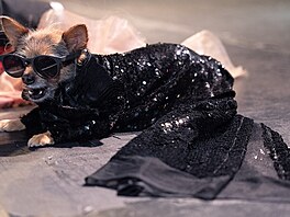 Domácí mazlí�ci mají na sob� zrekonstruované outfity od módního návrhá�e...