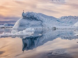 Racek sedící na vrcholu plovoucího ledovce ve fjordu Ilulissat v Grónsku.