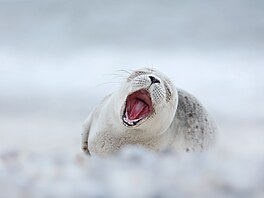 �Tulení mlád� na ostrov� Helgoland v N�mecku si v bílém písku u�ívalo jemný...