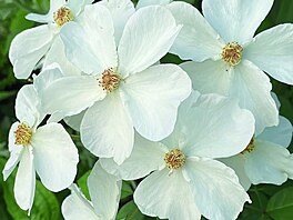 Sven Beck, Pozor kvetu, Grada