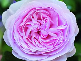 Sven Beck, Pozor kvetu, Grada Publishing