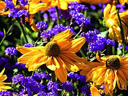 Sven Beck, Pozor kvetu, Grada Publishing