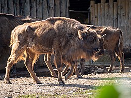 Zoo Praha, zubr evropský, reintrodukce, Ázerbájd�án