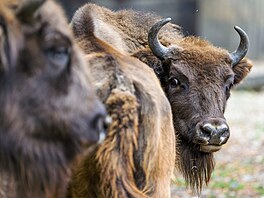 Zoo Praha, zubr evropský, reintrodukce, Ázerbájd�án