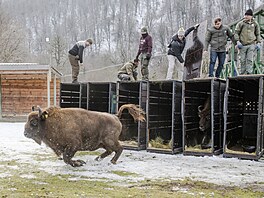 Zoo Praha, zubr evropský, reintrodukce, Ázerbájd�án