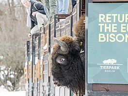 Zoo Praha, zubr evropský, reintrodukce, Ázerbájd�án