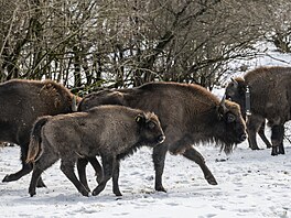 Zoo Praha, zubr evropský, reintrodukce, Ázerbájd�án