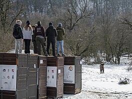 Zoo Praha, zubr evropský, reintrodukce, Baku, Ázerbájd�án