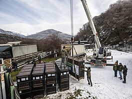 Zoo Praha, zubr evropský, reintrodukce, Baku, Ázerbájd�án