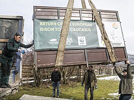 Zoo Praha, zubr evropský, reintrodukce, Baku, Ázerbájd�án