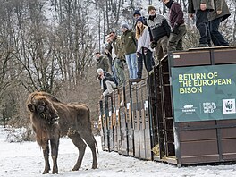 Zoo Praha, zubr evropský, reintrodukce, Baku, Ázerbájd�án