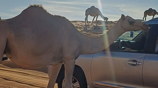 Kor�b pou�t�. Velbloudy potk�te v pou�ti v�ude. Jsou p�irozen� tak� d�le�itou sou��st� m�stn� kultury a historie.
