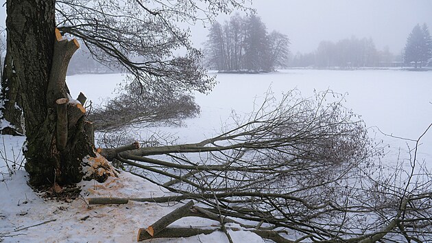 Revitalizace rybn�ka Velk� ���rsk� za�ne v prvn� f�zi k�cen�m strom� a odbahn�n�m.