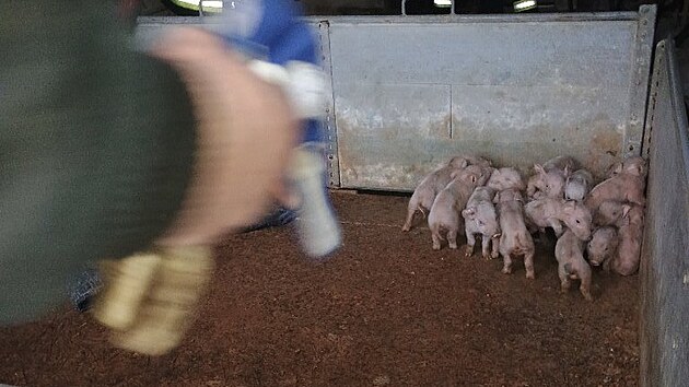 Ve Chvalovic�ch na Prachaticku ho�el vep��n. D�ky z�sahu hasi�� ohe� neohrozil ��dn� ze zhruba 800 prasat a selat uvnit�. (6. �nora 2026) 