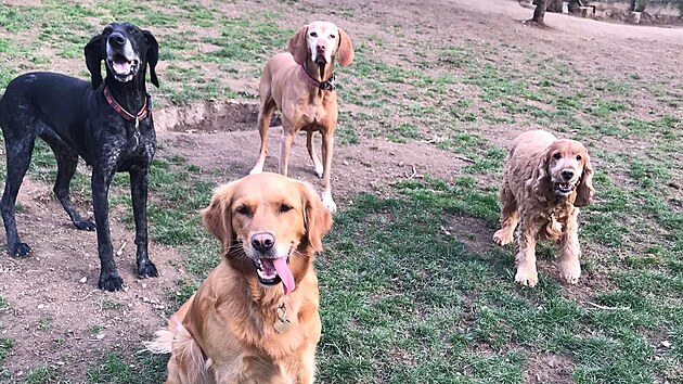 Miroslav Valentin se v�nuje v�cviku a chov�n� ps�, z�rove� pro n� provozuje hotel ve Svat� Kate�in� na Blanensku.